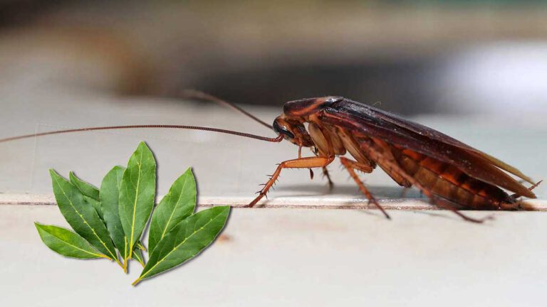 Comment faire fuir les cafards avec des feuilles de laurier 